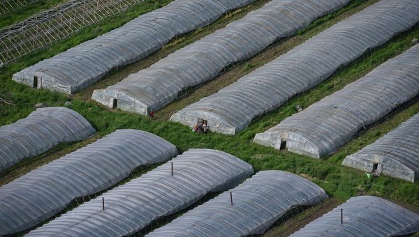 Споживання тепличних продуктів  у наступні п’ять років зросте втричі – аналітики компанії Pro-Consulting. Україна Молода